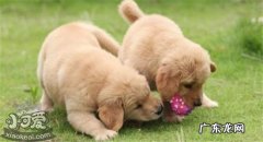 16个不能养金毛的理由 什么样的人不适合养金毛