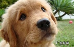 狗狗乳齿和恒齿的区别 狗有恒牙乳牙吗