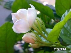 茉莉花的介绍和特点