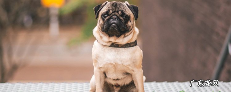 假法斗和真法斗的区别 巴哥犬 假法斗和真法斗的区别