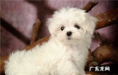 狗牙床子发黑是怎么回事 狗狗牙床上面的肉是黑色