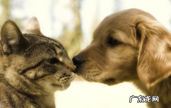 猫对主人生病的反应 主人有危险猫狗的反应