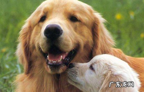 为什么人一蹲下狗就会跑 为什么人蹲下狗就不追了