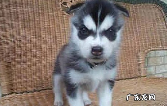 体味最小的狗狗排行榜前十位 没有体味的狗狗排名