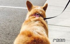 柯基爱主人的表现 柯基喜欢主人的表现