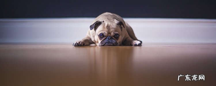 最粘人的狗品种 最粘人的狗