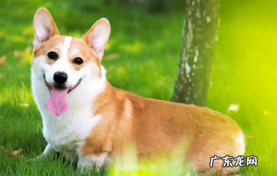 柯基脸尖正常吗 柯基脸长是咋回事