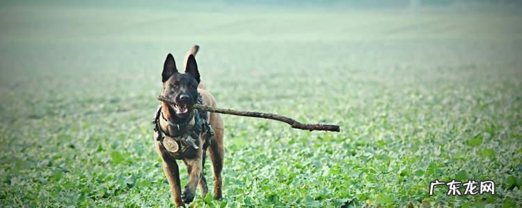中国狼犬图片 中国本土狼犬介绍