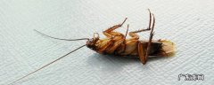 蟑螂会飞?,蟑螂会飞吗明确答案