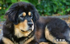 藏獒和狼谁厉害比特犬 藏獒和狼谁厉害