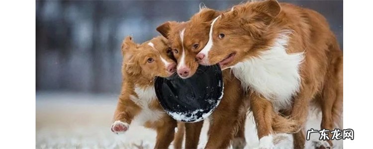 狗的使命2里面是什么狗 一只狗的使命2贝利是什么狗