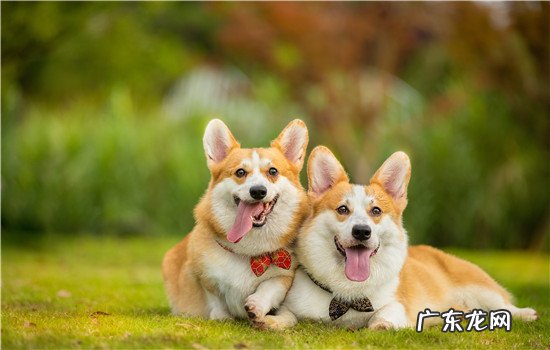 狗跑起来为啥身子是斜的 狗狗斜着跑是有病吗