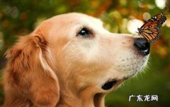 萨摩耶犬多少钱一只 金毛多少钱一只