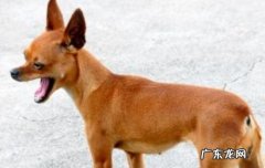 正宗小鹿犬多少钱一只 小鹿犬多少钱一只