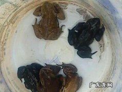哈斯玛是什么