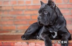 世界十大禁养犬排行榜 世界十大禁养犬