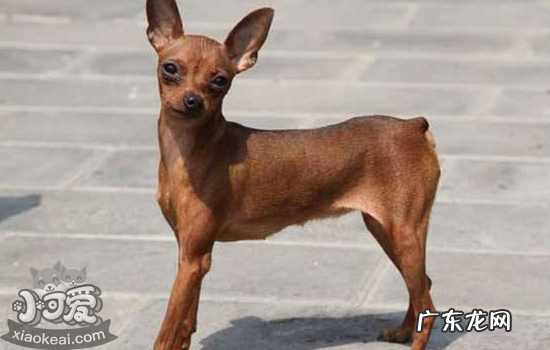 小鹿犬性格怎么样 小鹿犬性格