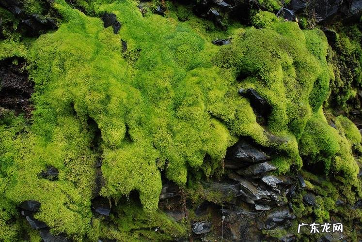 干苔藓是什么?怎么形成的?如何治疗呢?