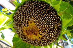 吃葵花籽什么好处？葵花子怎么吃最健康？看完就知道!