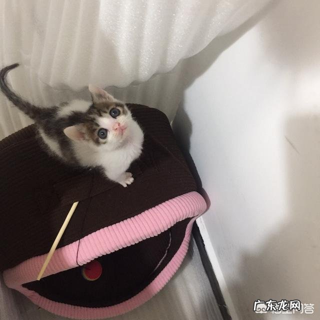闲鱼宠物狗领养真的吗 咸鱼上面的宠物领养靠谱吗