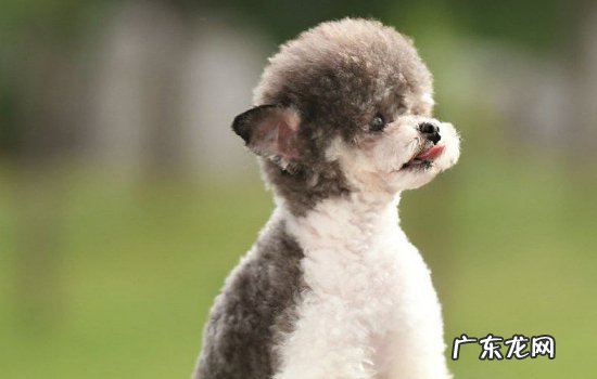 怀孕的狗狗拉稀怎么回事 狗狗拉稀怎么回事？