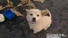 农村土狗的寿命一般是多久 为什么农村土狗，活的时间那么短