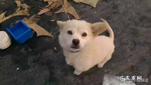 农村土狗的寿命一般是多久 为什么农村土狗,活的时间那么短