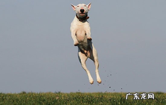 牛头梗为什么禁养?牛头梗被禁养的原因|狗狗品种 牛头梗为什么禁养