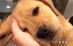 狗狗睡姿看性格图解 狗狗睡姿图片分析