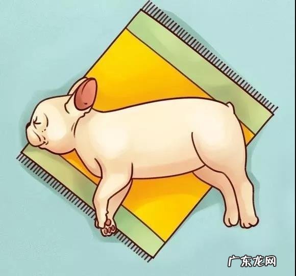 狗睡觉姿势图解 狗狗睡姿代表什么图解