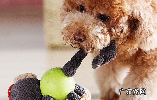 幼犬毛发干燥怎么办 狗狗毛发干燥怎么回事
