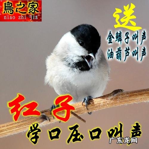 养红子鸟顺口溜