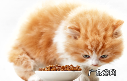 猫咪易消化流食怎么做 猫粮怎么做成流食