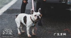 斗牛犬品种大全及图片 斗牛犬的品种有哪些