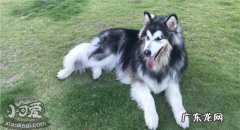阿拉斯加犬优缺点 阿拉斯加的缺点有哪些