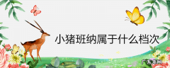 小猪班纳属于什么档次