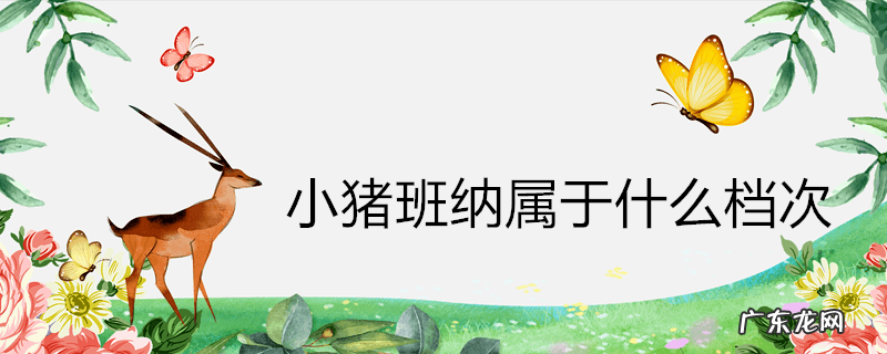 小猪班纳属于什么档次
