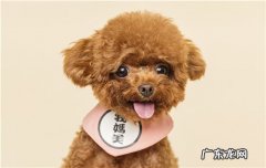 泰迪狗会怕冷吗 泰迪狗会冷吗