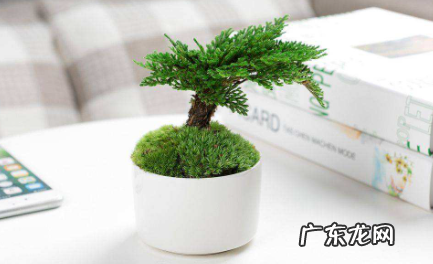 盆栽不换盆可以吗 买的盆栽要不要换盆