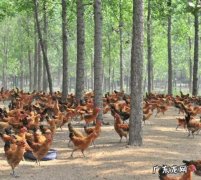 和养鸡人合作,结果被骗20多万!他是怎么把钱要回来的？