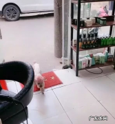 狗狗自个来理发，一进门就吆喝店小二，建国后狗成精了