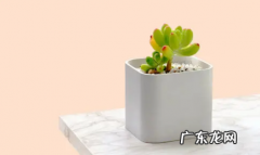 深圳养多肉 深圳多肉植物哪里有卖