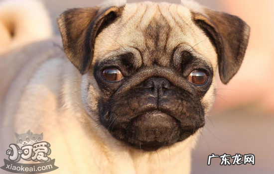 巴哥犬缺点 巴哥的优点及缺点