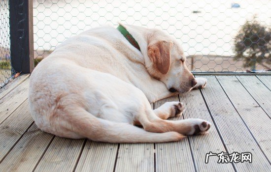 狗狗老年痴呆快去世的症状 老年狗狗临死什么症状