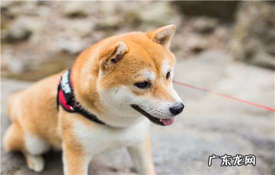 福来恩体内外驱虫怎么样 福来恩体外驱虫几小时见效