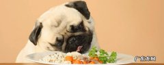 hey bulldog bulldog是什么狗