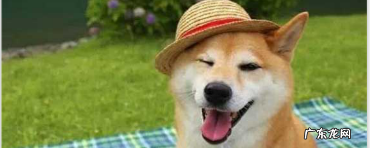 柴犬没有豆眉是品种问题吗 柴犬两个半月没得豆豆眉以后还会长吗