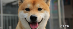 柴犬属于中小型还是中大型 柴犬属于中型犬吗
