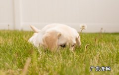 狗狗一天遛狗几次 狗一天要遛几次大小便