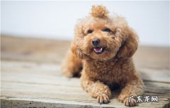狗狗吃完饭多久可以喝水 狗狗吃了狗粮后隔多长时间喂水好